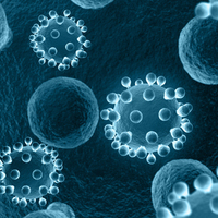 HPV16E6细胞